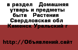  в раздел : Домашняя утварь и предметы быта » Растения . Свердловская обл.,Каменск-Уральский г.